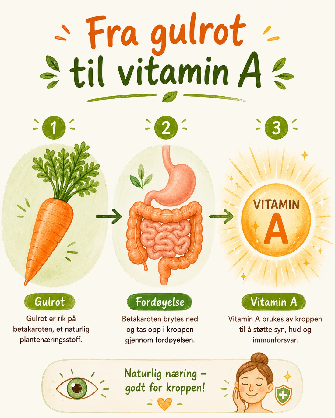 Illustrasjon som viser veien fra gulrot til vitamin A i kroppen, i tre steg